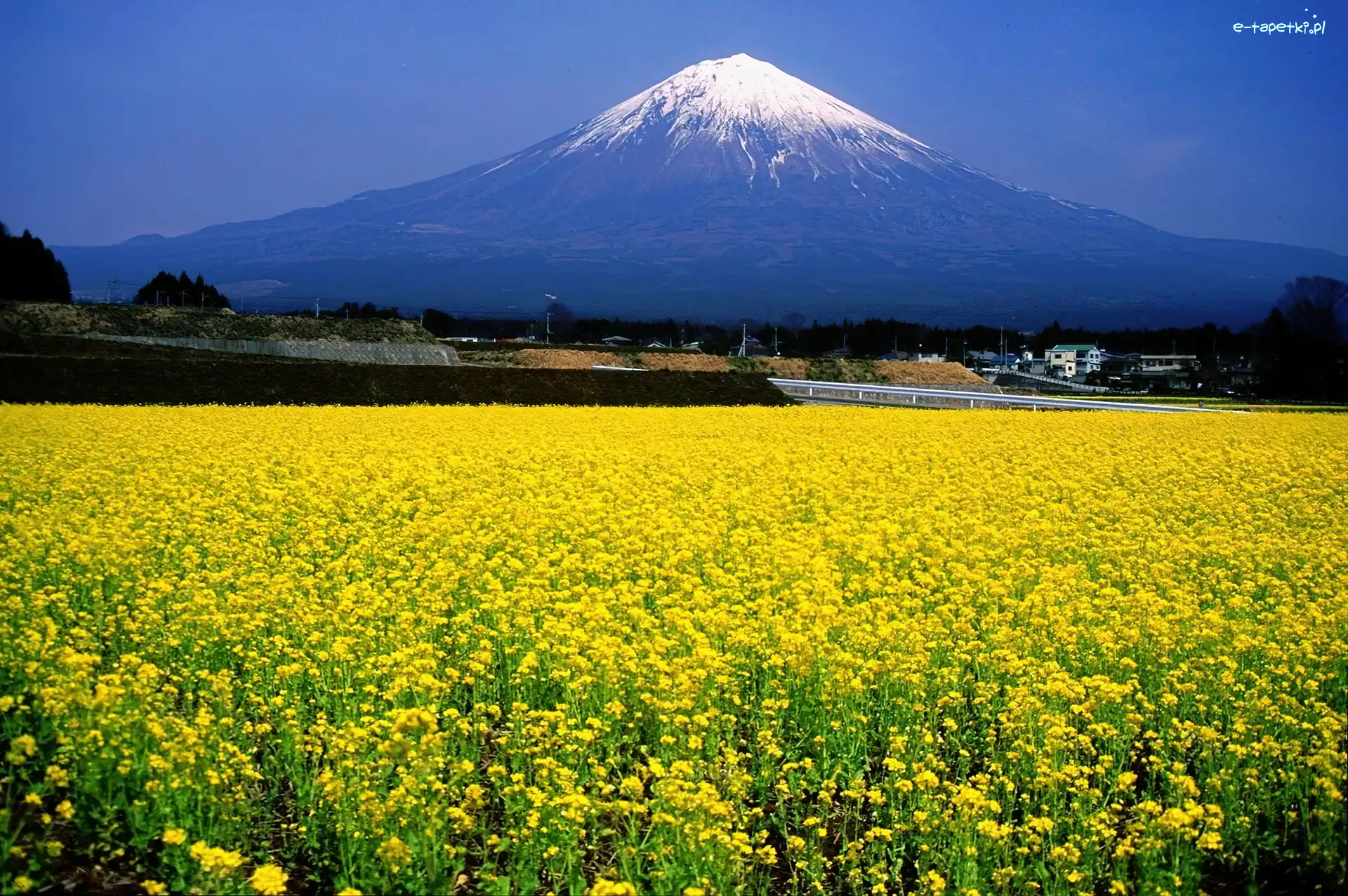 Góra, Japonia, Fuji, Łąka