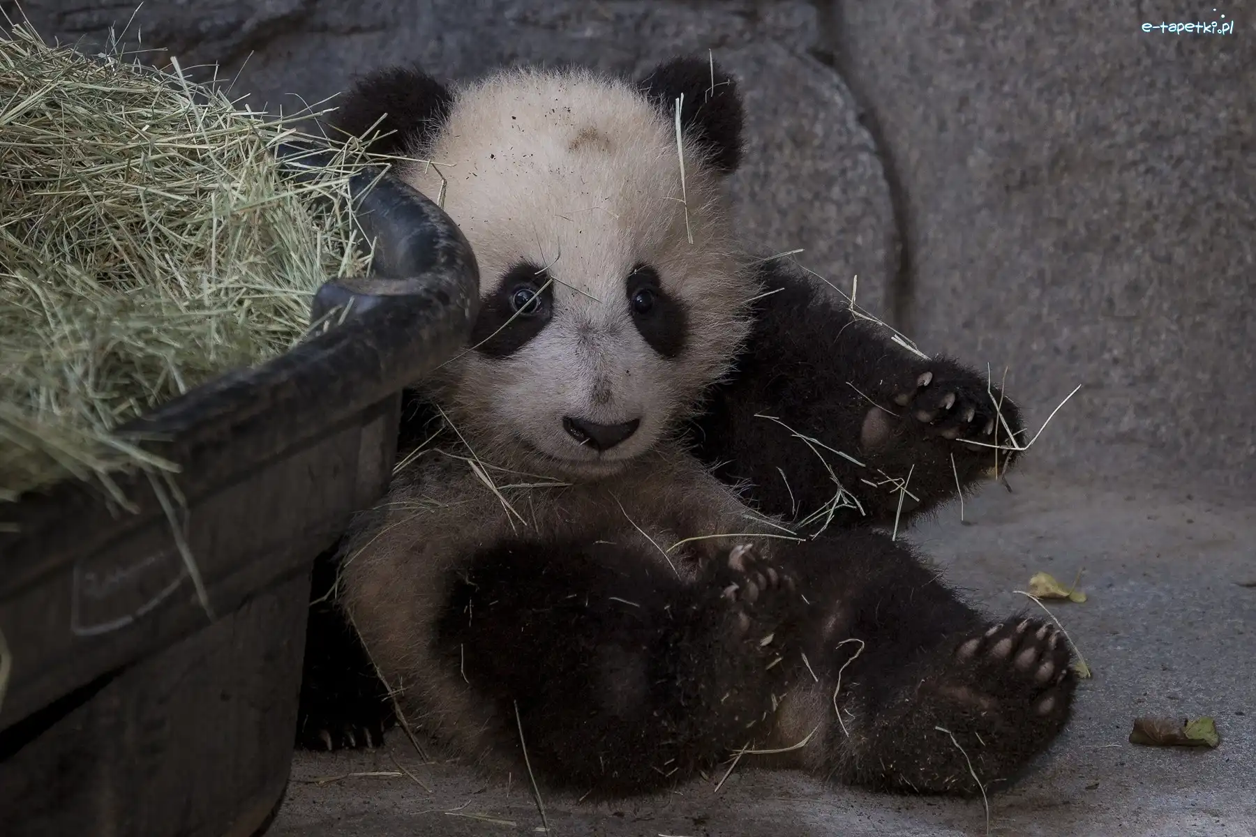 Siano, Panda, Miś