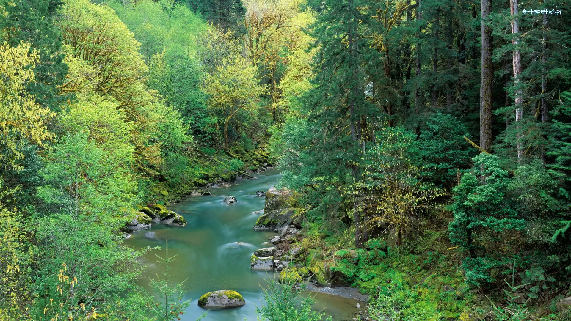 Kamienie, Rzeka, Las