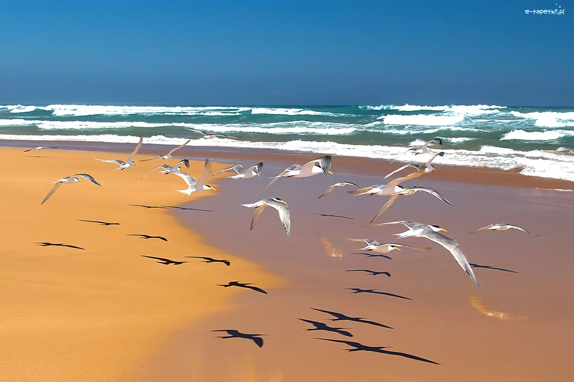 Mewy, Morze, Plaża