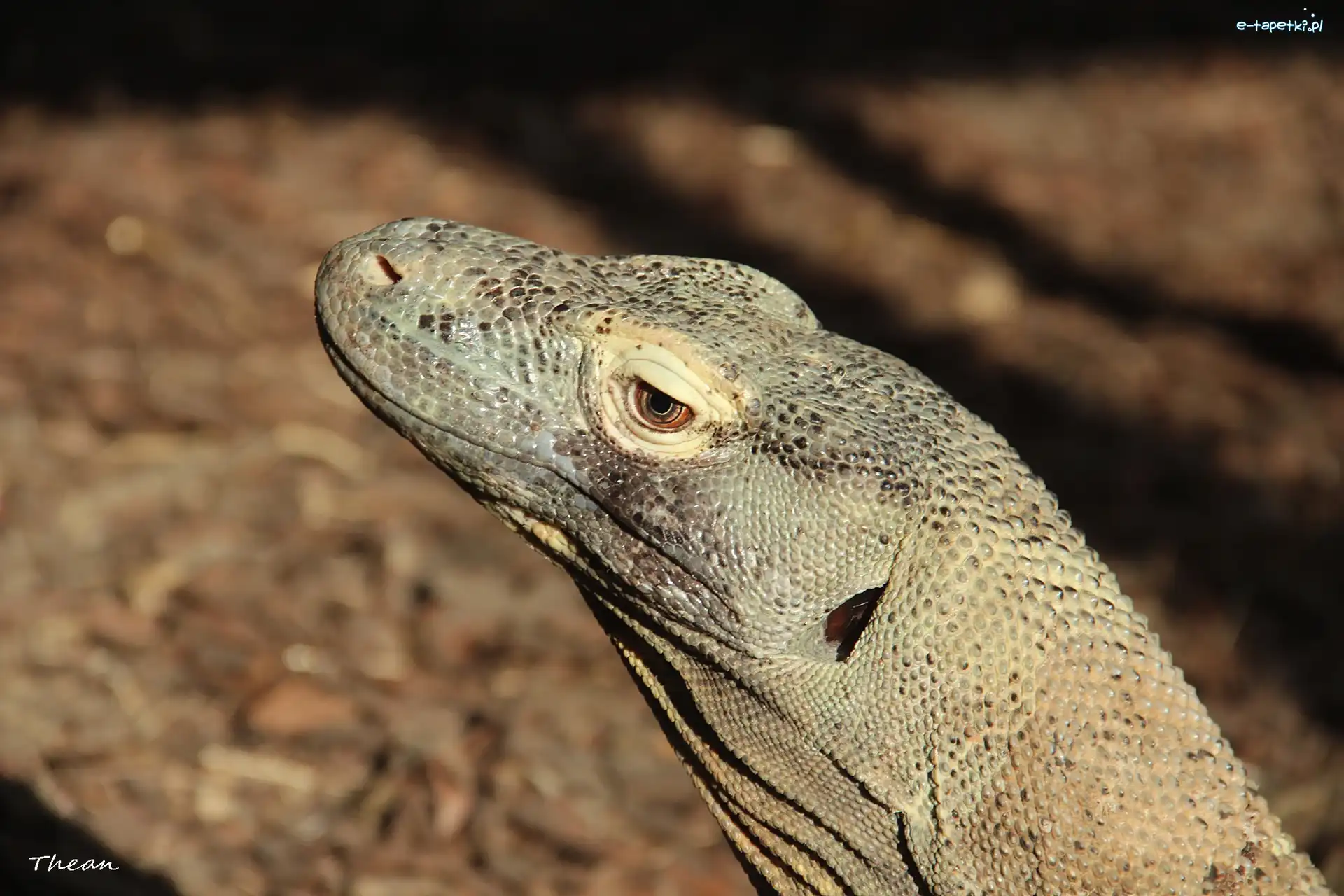 Komodo, Z, Waran