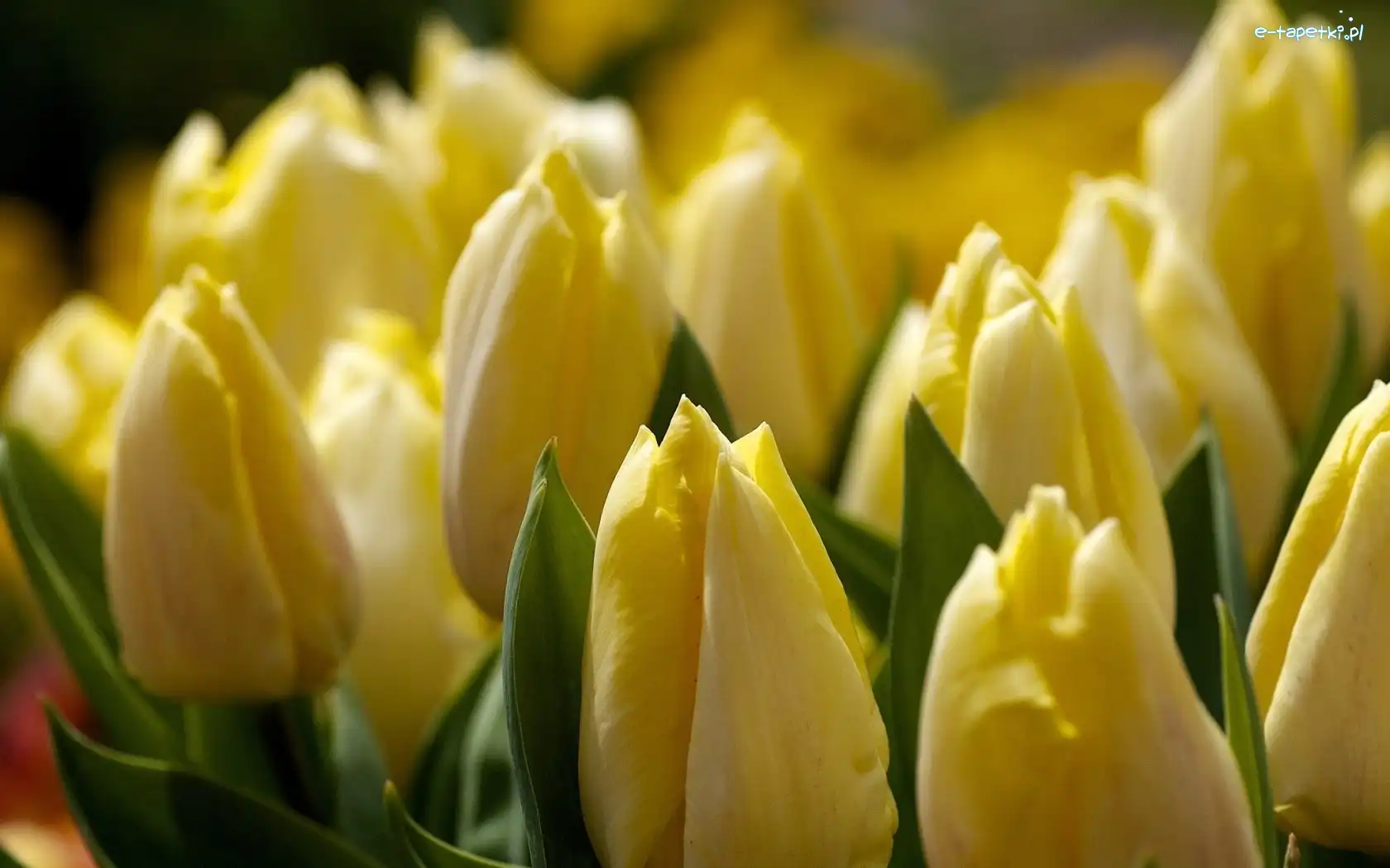 Tulipany, Żółte