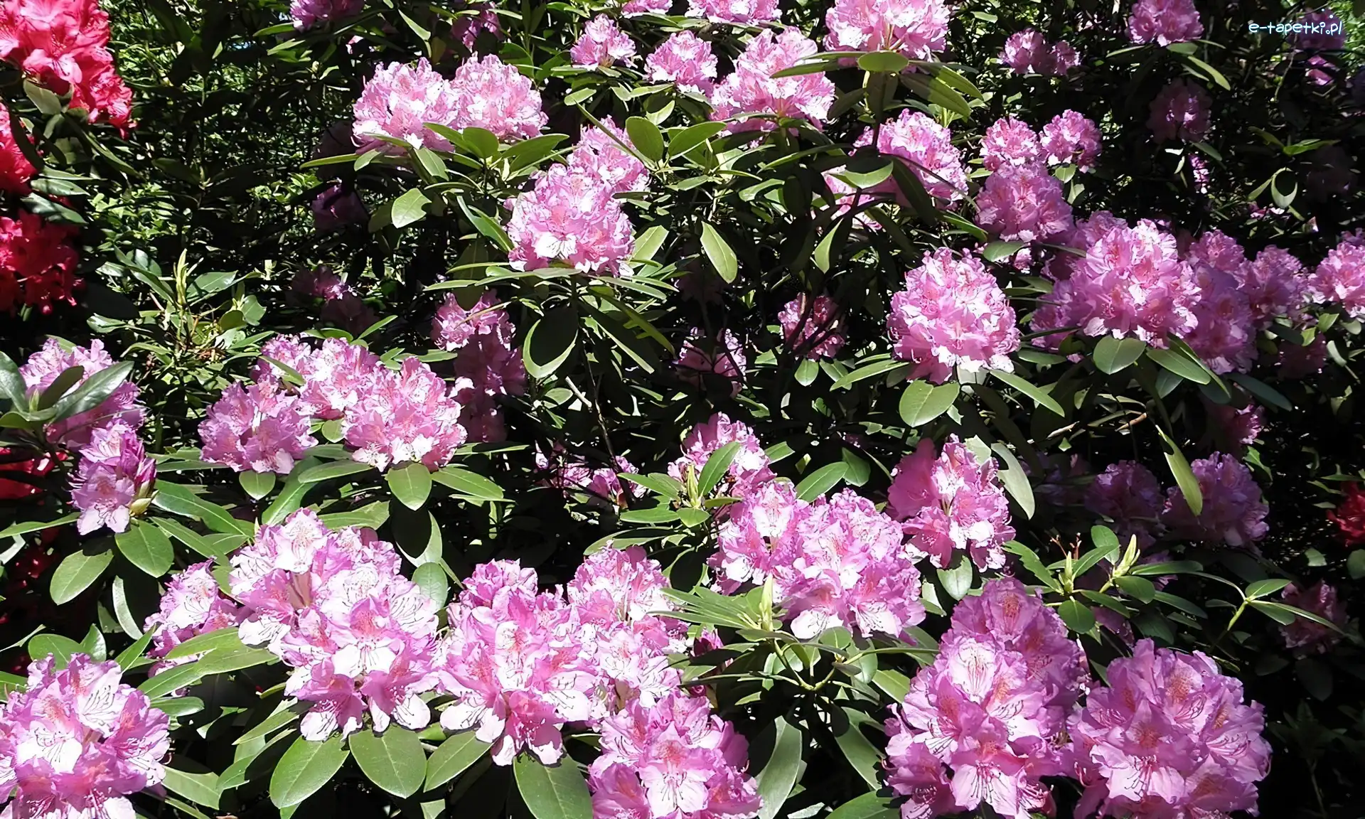 Kwiaty, Różowe, Rododendron