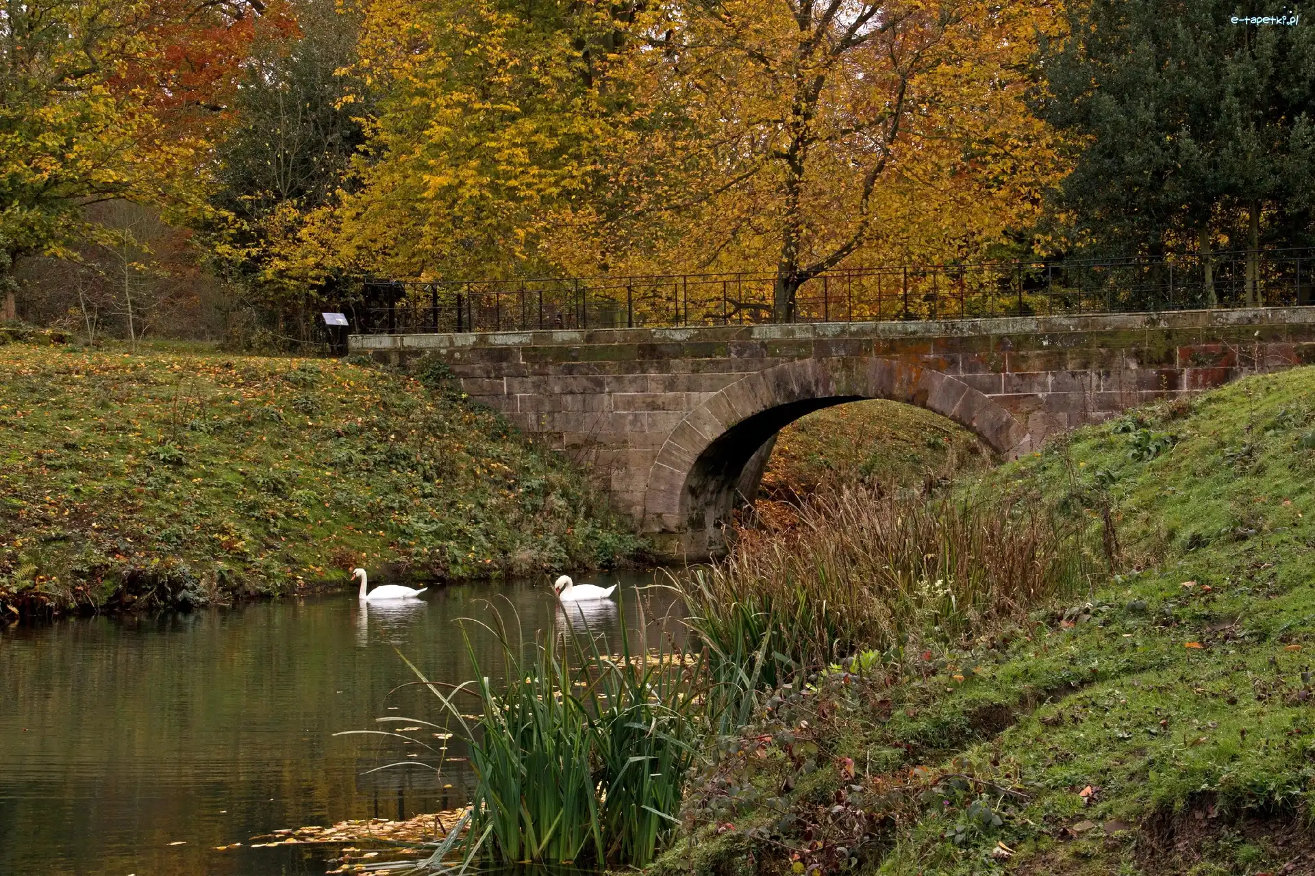 Rzeka, Łabędzie, Most, Park