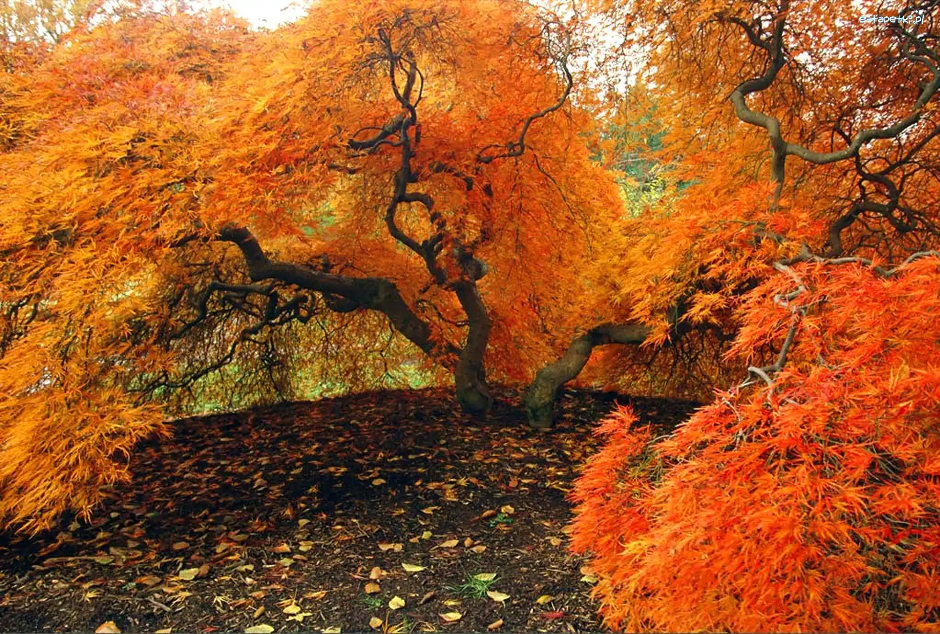 Jesienią, Drzewa