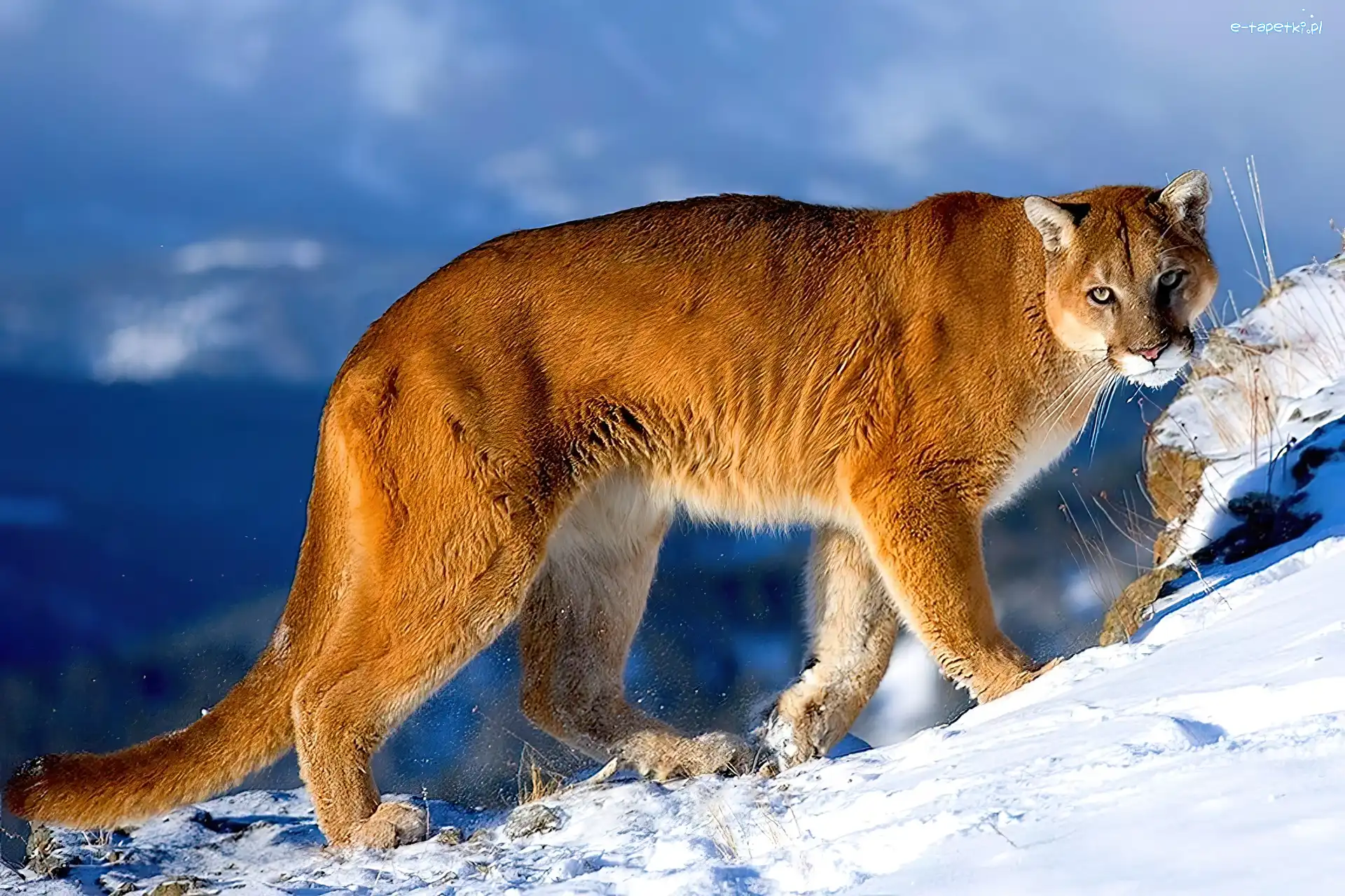 Góry, Puma