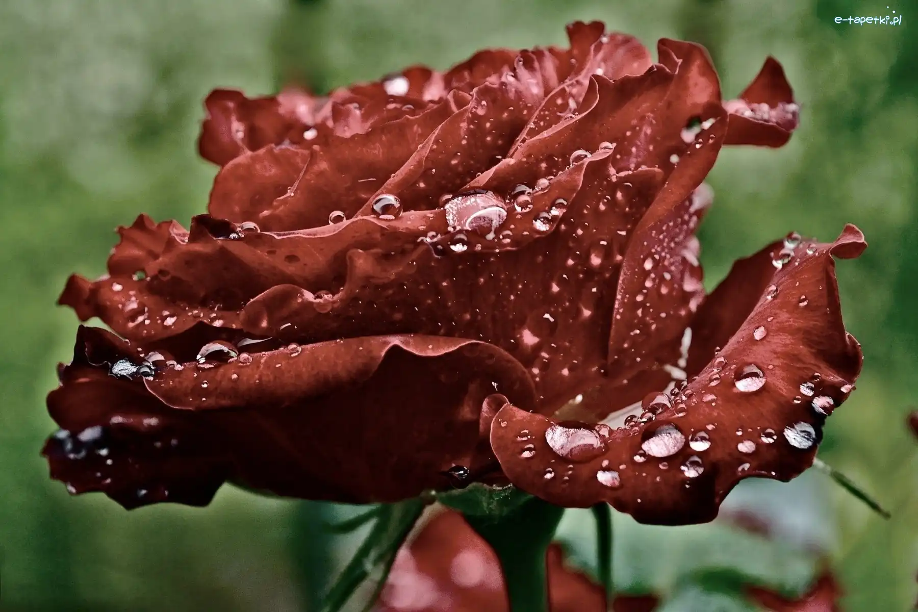 Róża, Rosy, Krople, Bordowa