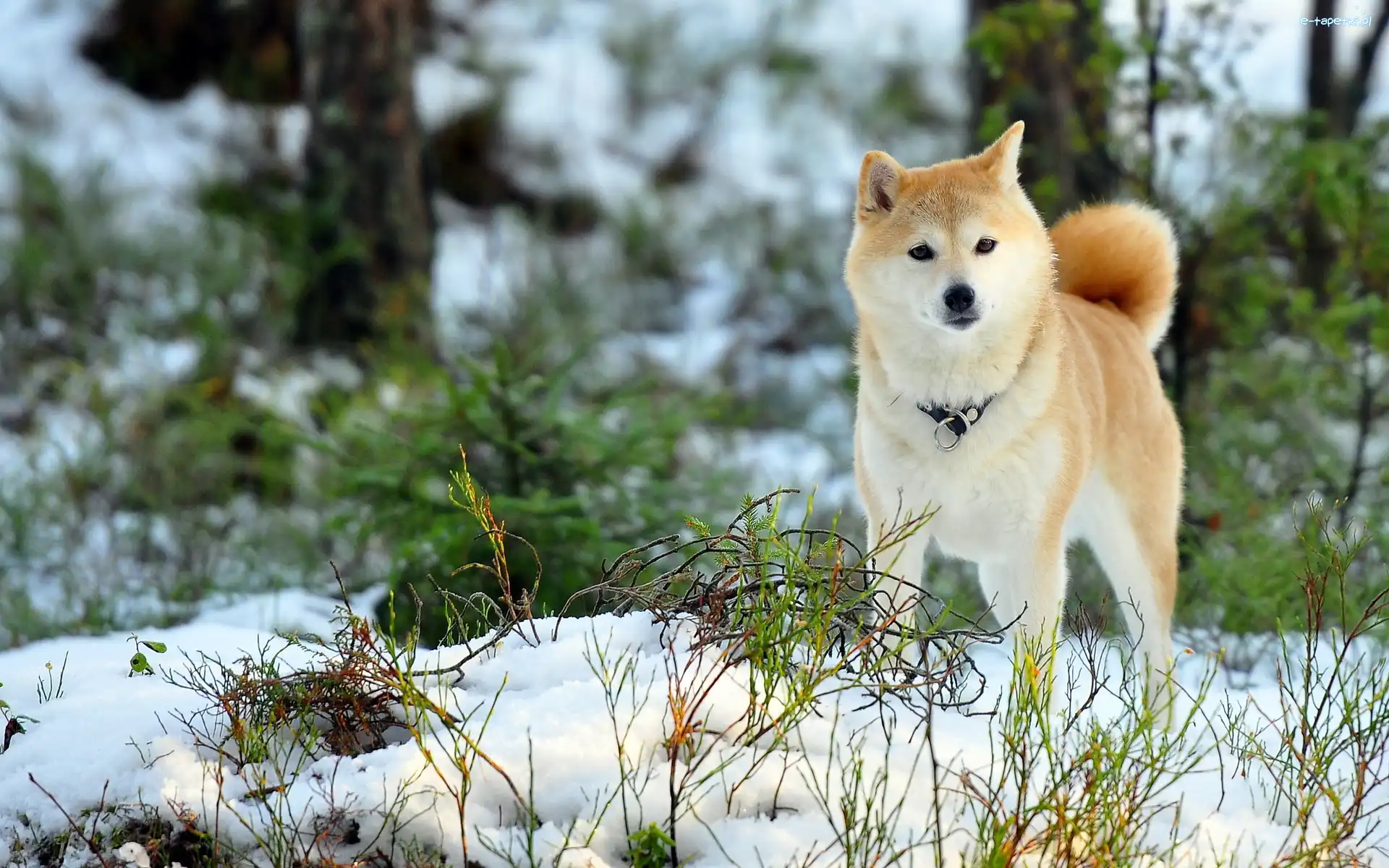Zima, Las, Akita