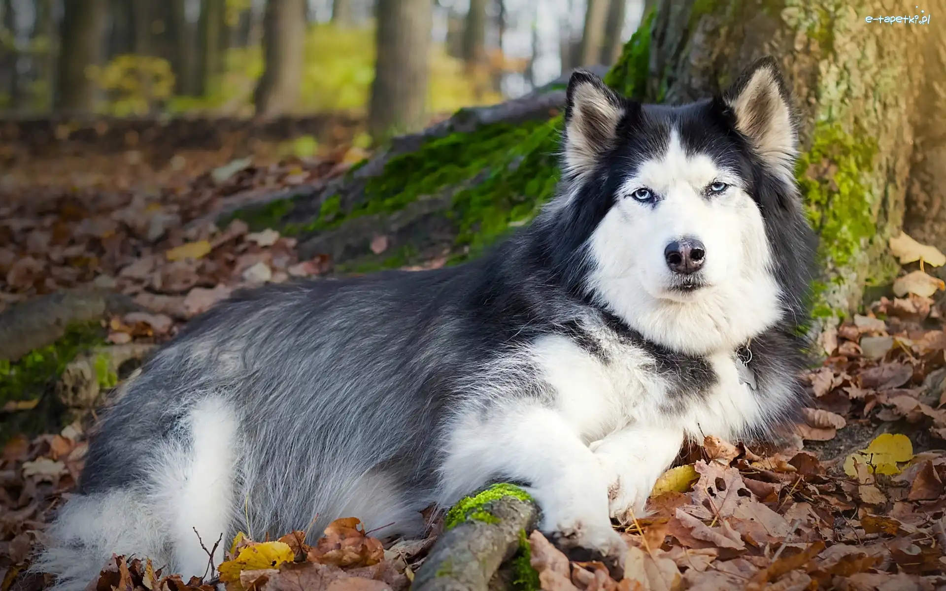 Jesień, Las, Husky