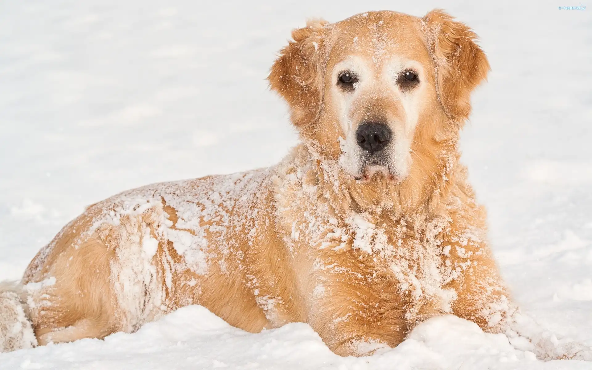 Golden Retriever, Śnieg, Zima