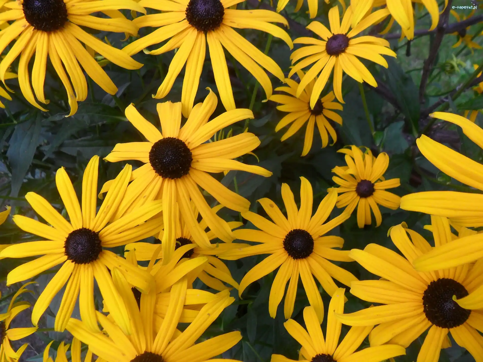 Rudbekia, Kwiaty, Żółte