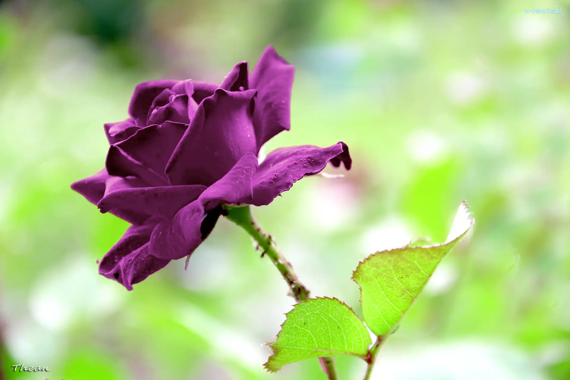 Róża, Purpurowa