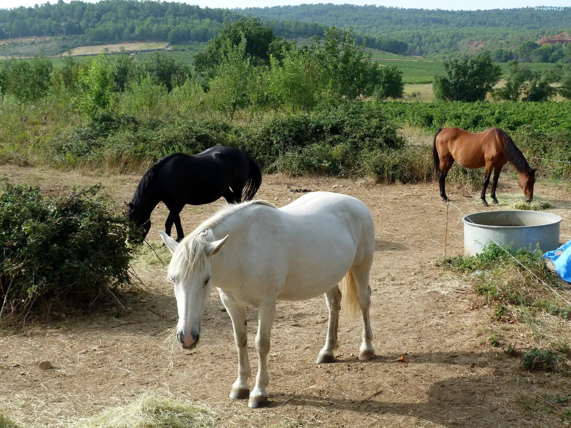 Lasy, Konie, Trzy