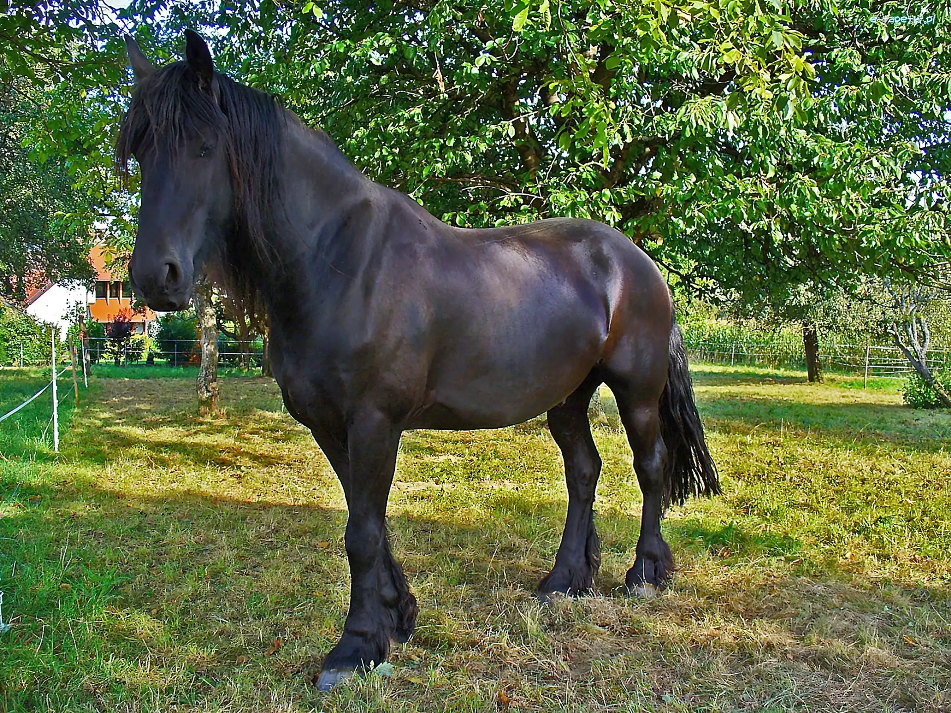 Drzewa, Łąka, Konik