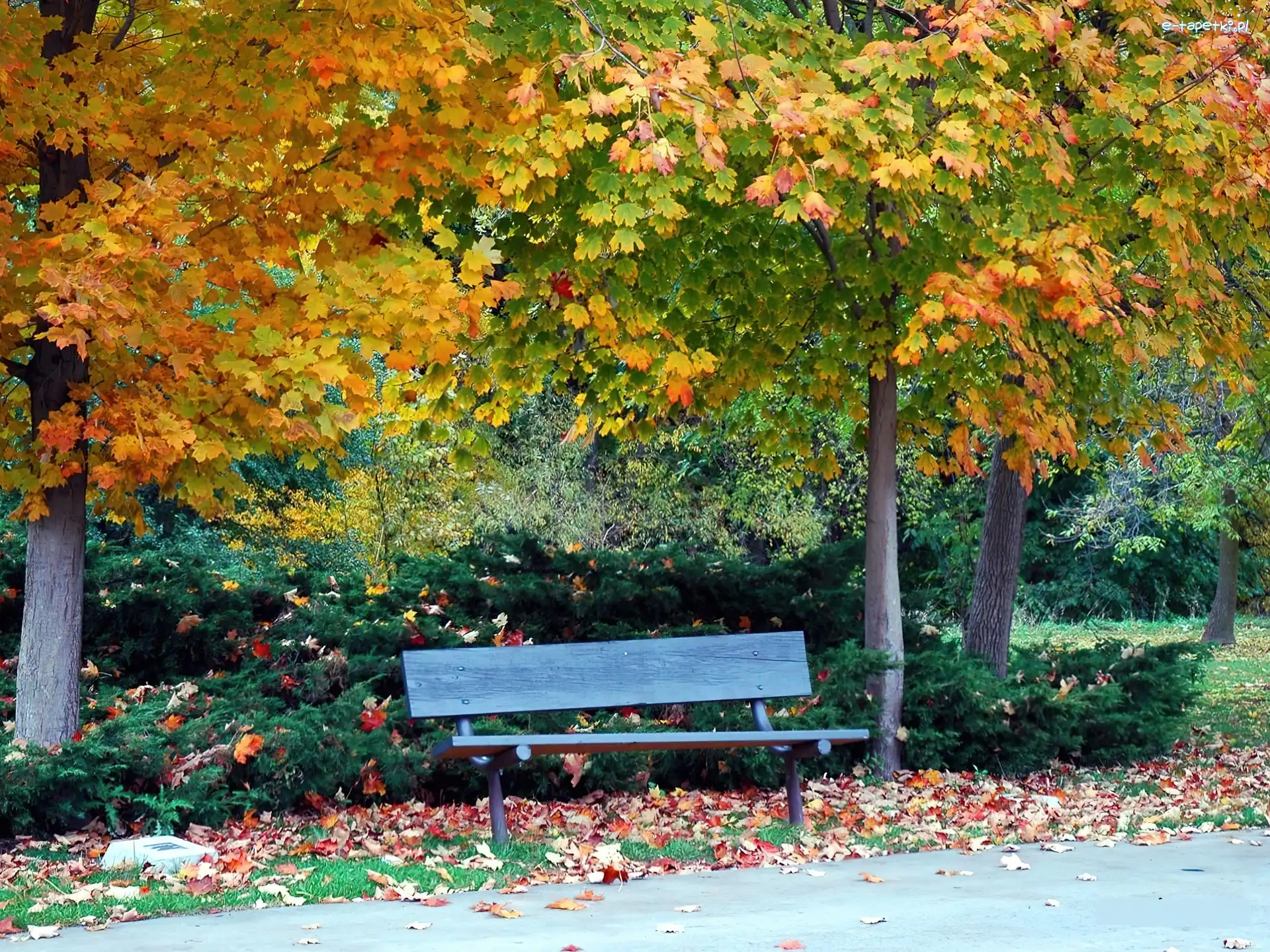 Ławeczka, Park, Jesień