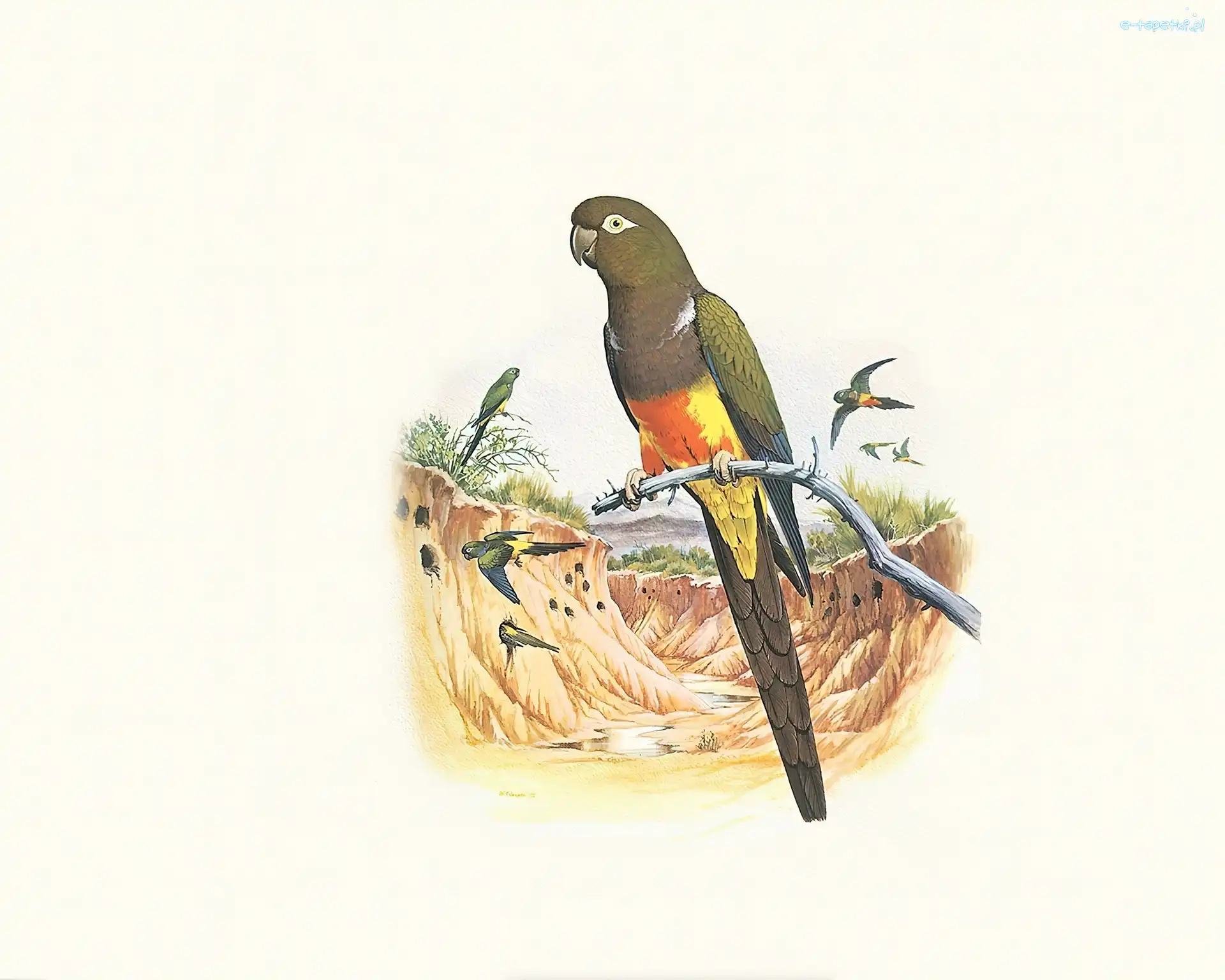Papugi, Edward Lear, Gałązka, Brązowe