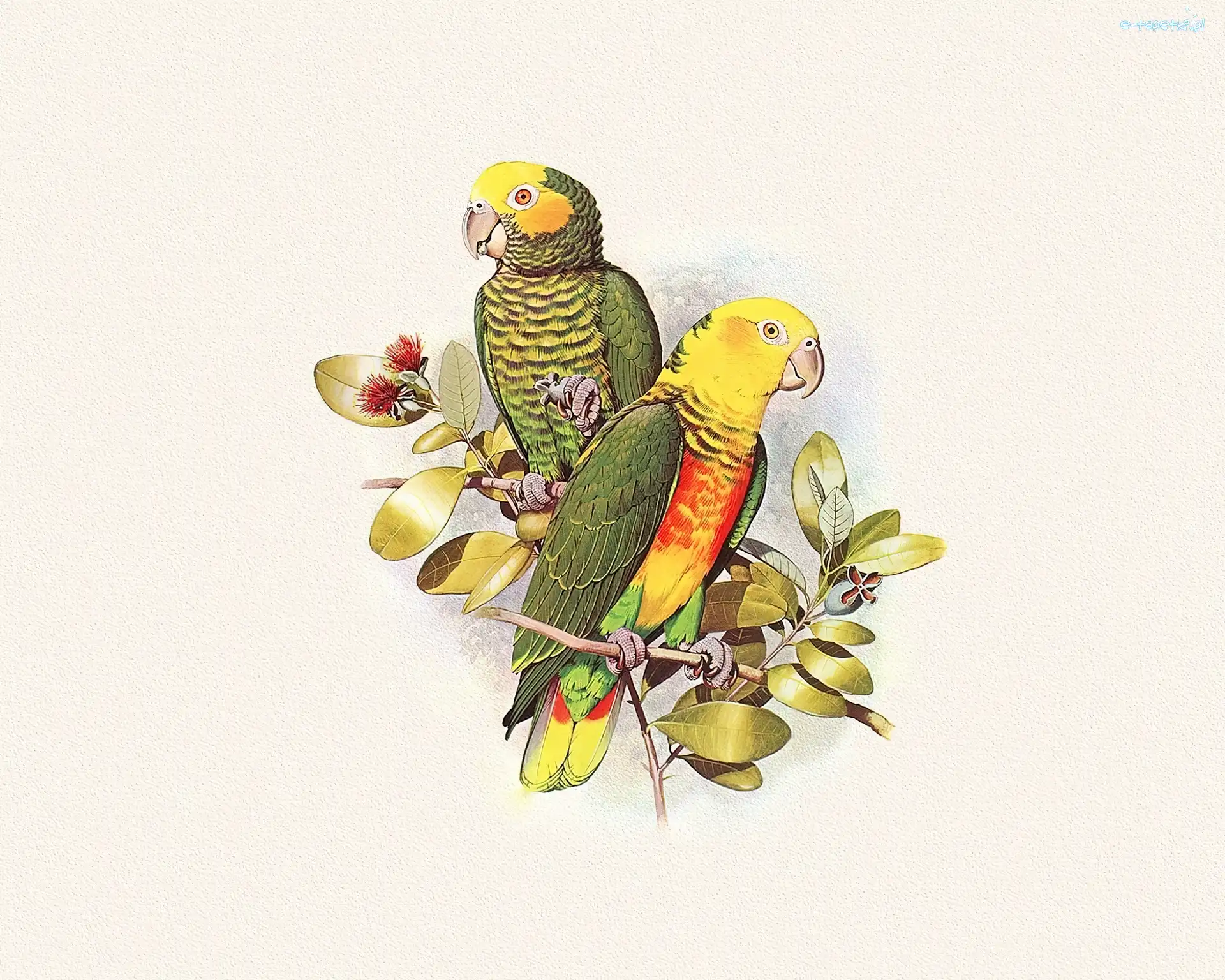 Papugi, Edward Lear, Listki, Kolorowe