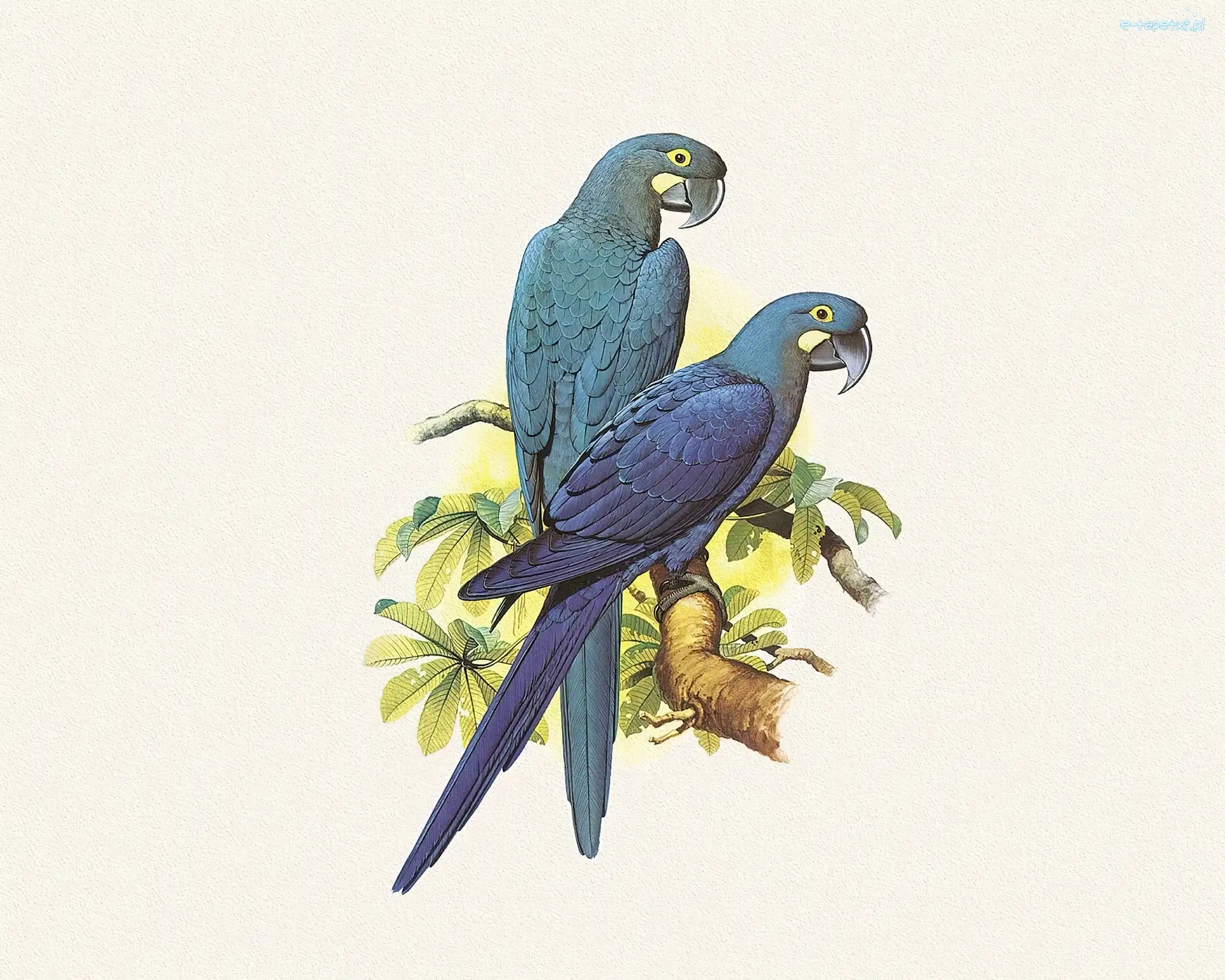 Edward Lear, Papugi, Niebieskie