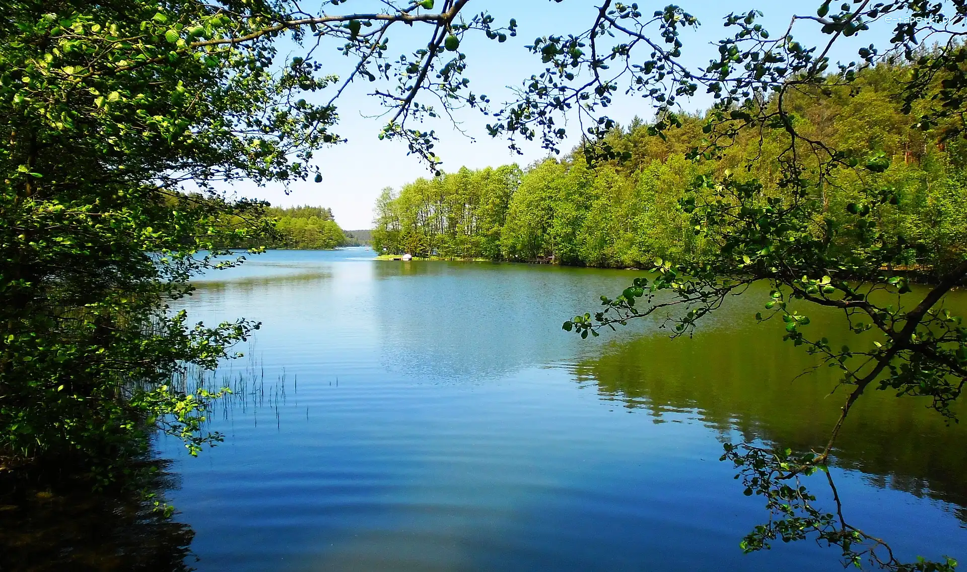 Drzewa, Jezioro, Wiosna