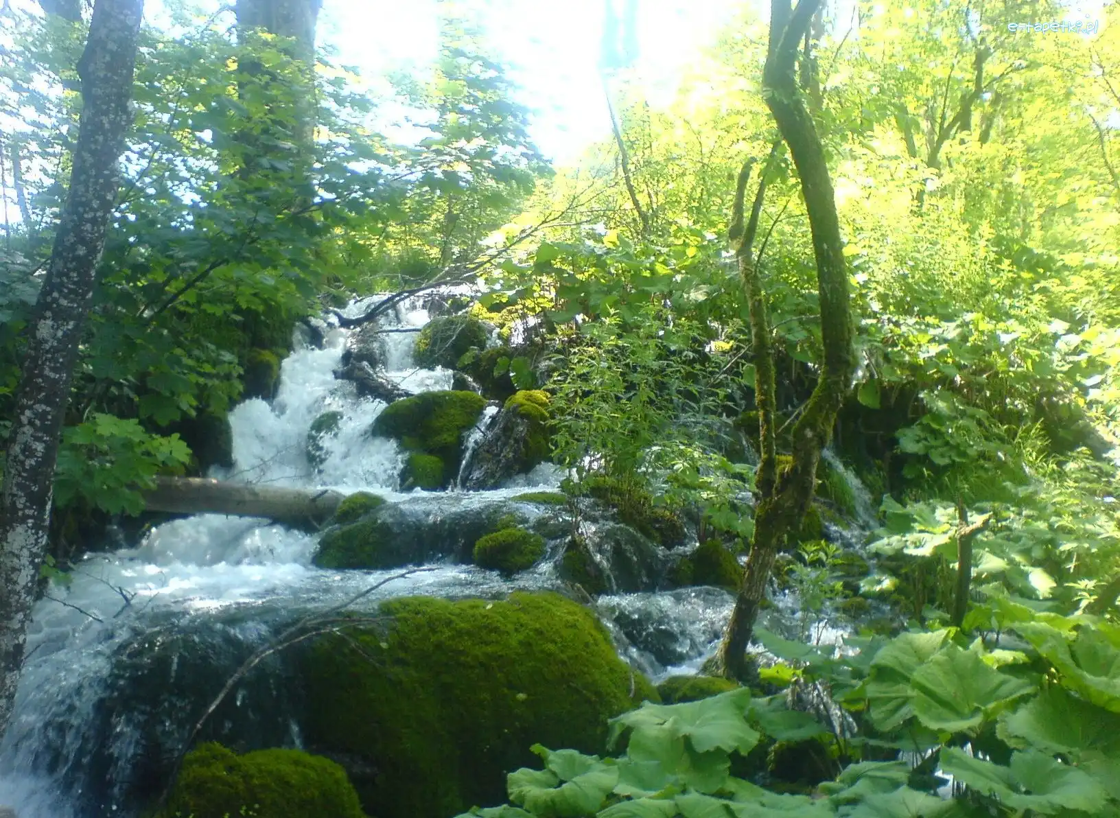 Kamienie, Plitvice, Drzewa, Wodospad