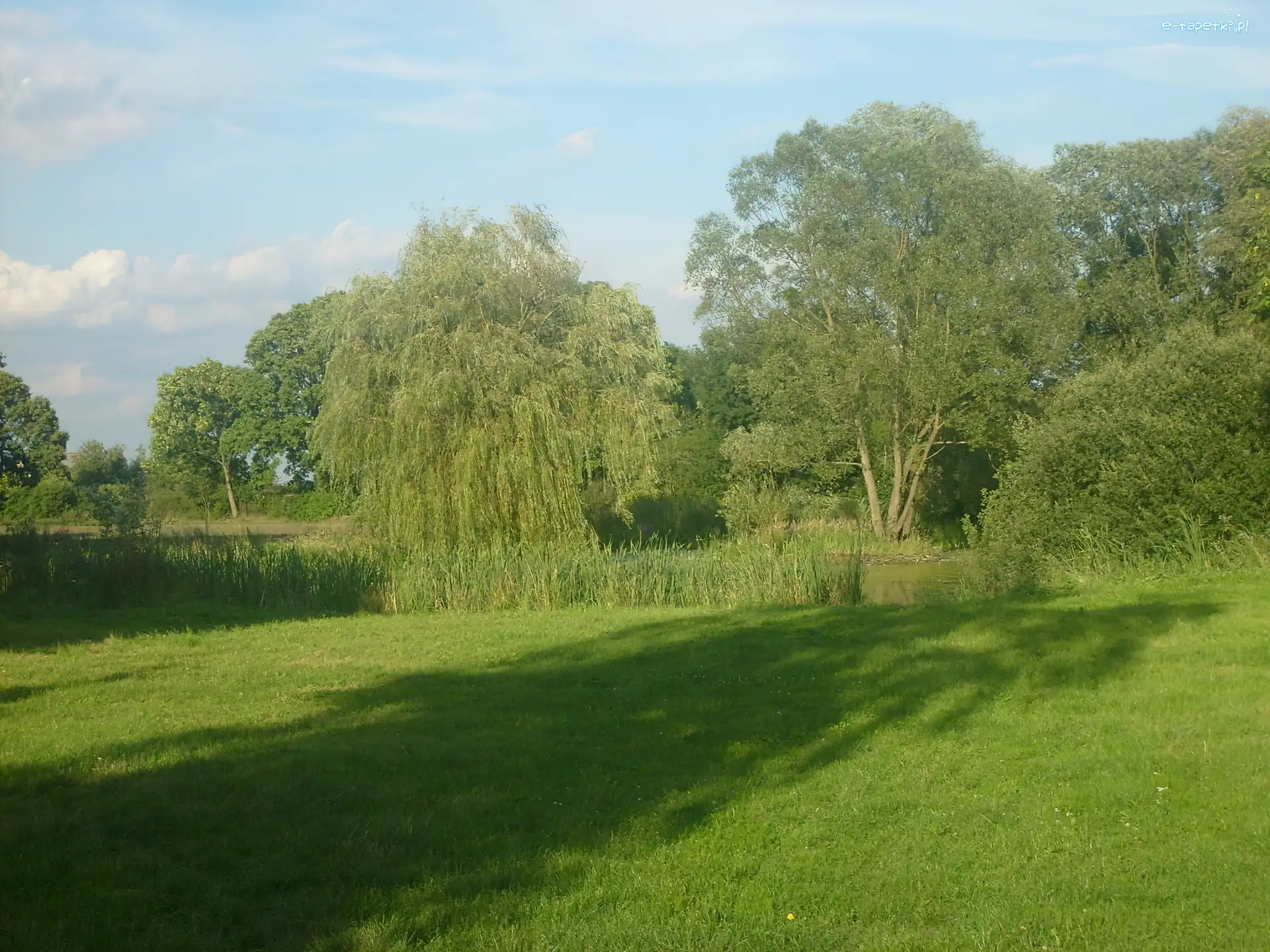 Drzewa, Trawa, Wierzba