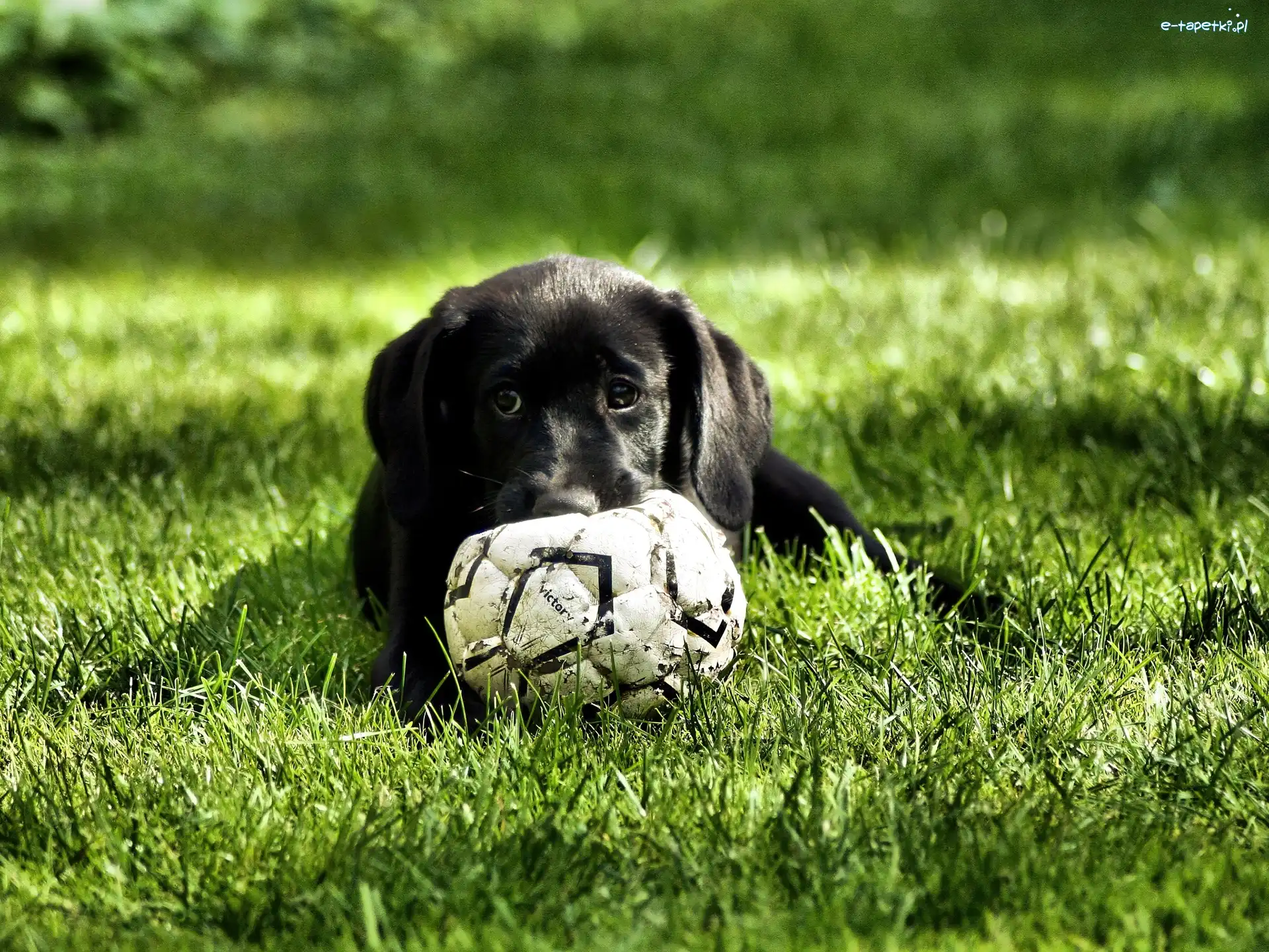 Labrador Retriever, Piłka, Szczeniak, Czarny