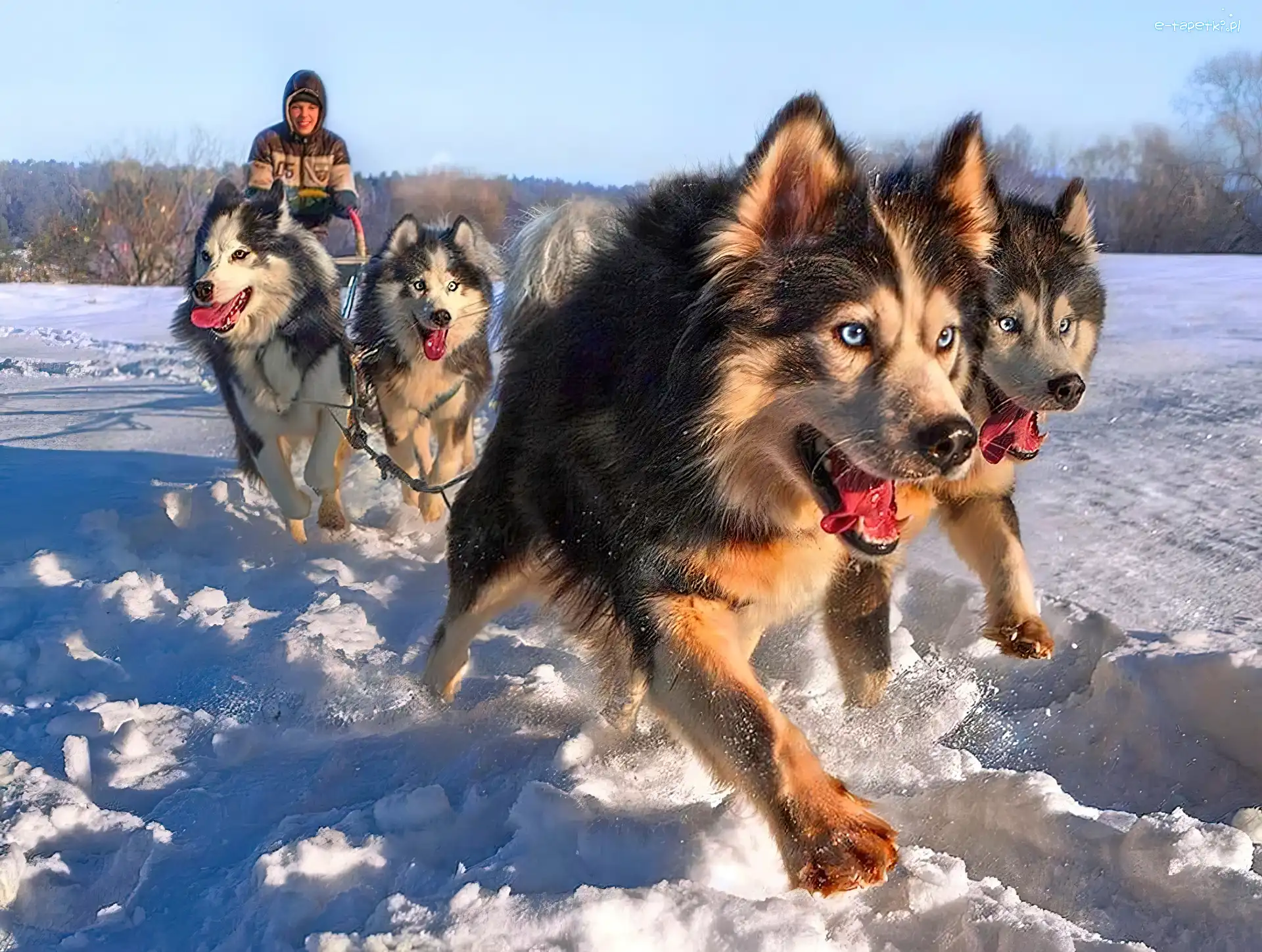 Zaprzęg, Siberian Husky, Psy