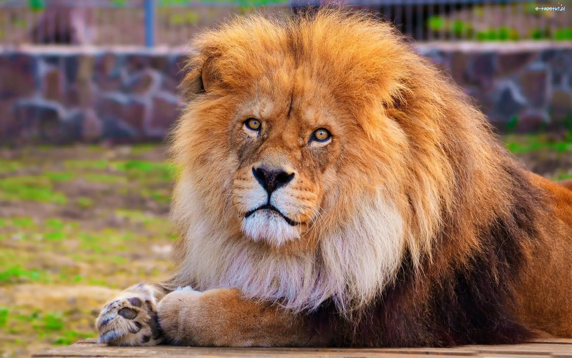 Zoo, Grzywa, Lew