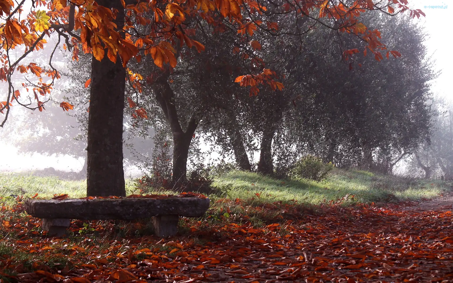 Park, Droga, Drzewa, Jesień, Mgła