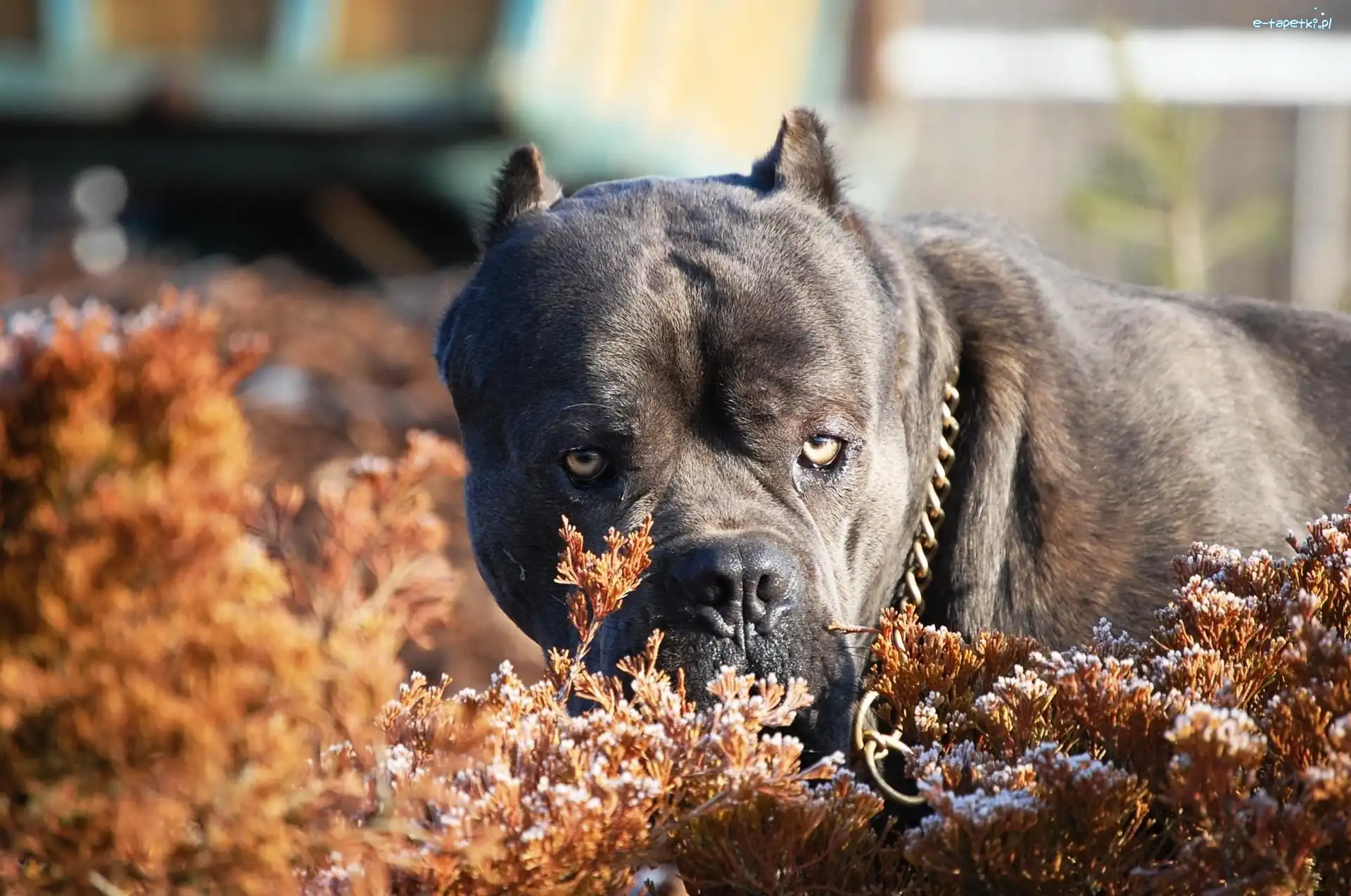 Pit, Terrier, Bull, Czarny