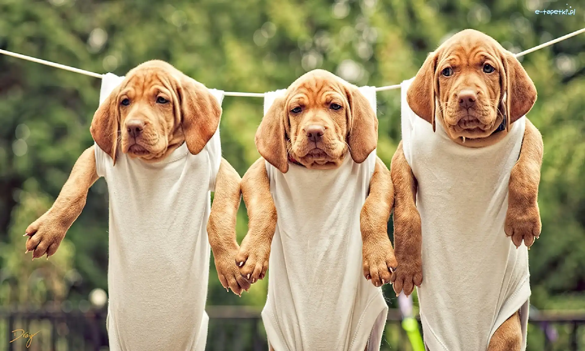 Trzy, Na, Pieski, Dog de Bordeaux, Sznurku