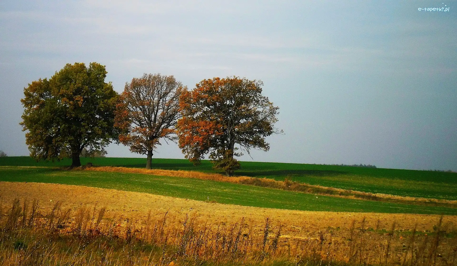 Pole, Jesień, Drzewa