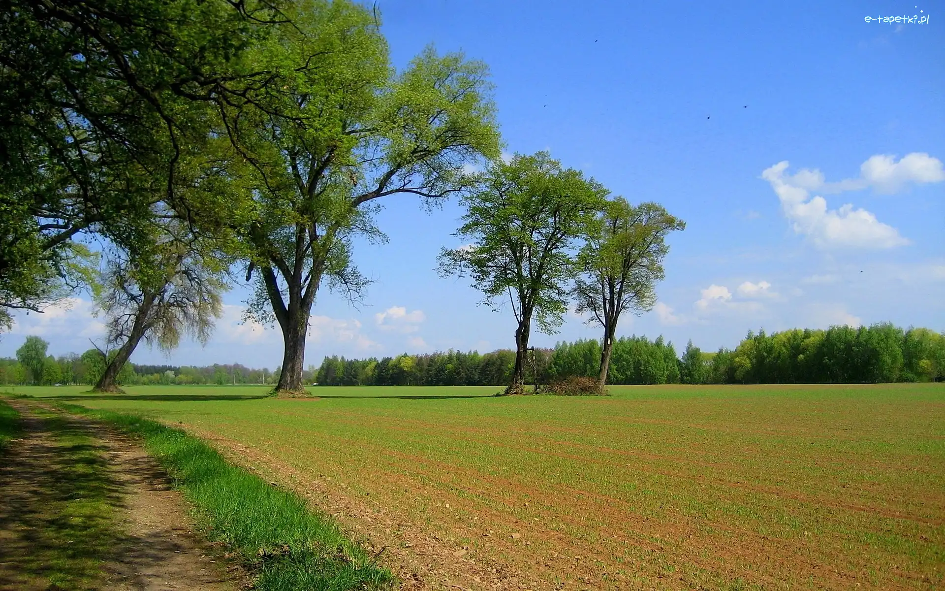 Drzewa, Droga, Polna, Pole