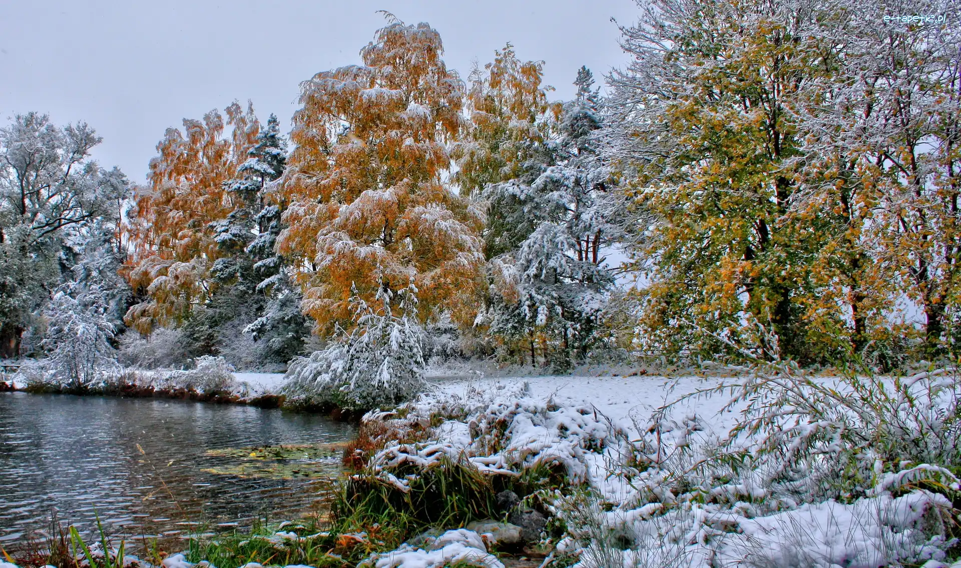 Drzewa, Jezioro, Zima