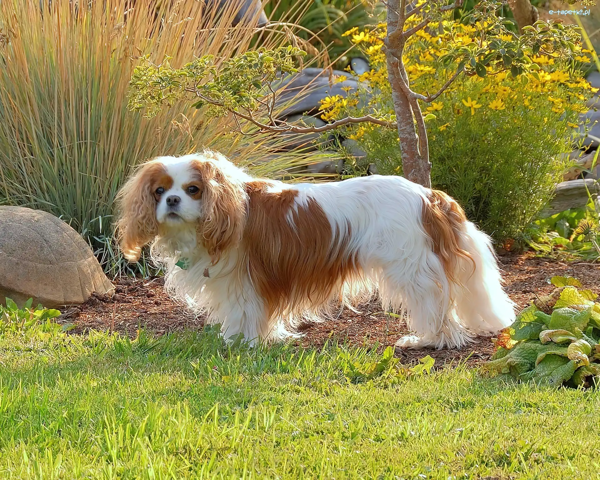 Toy Spaniel Angielski, Piesek