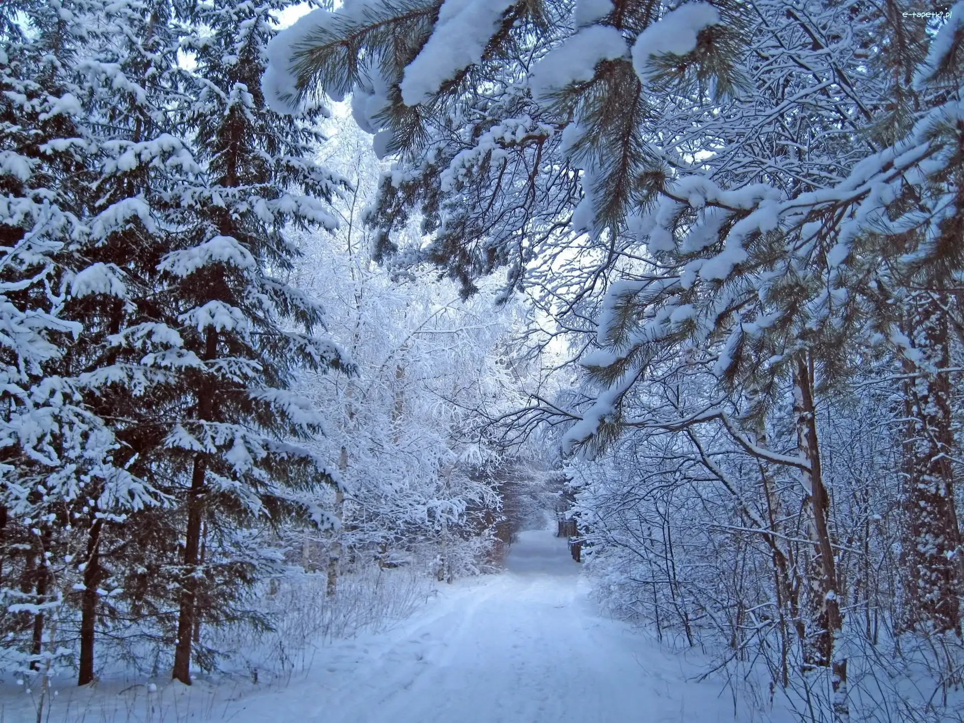 Las, Śnieg, Zima