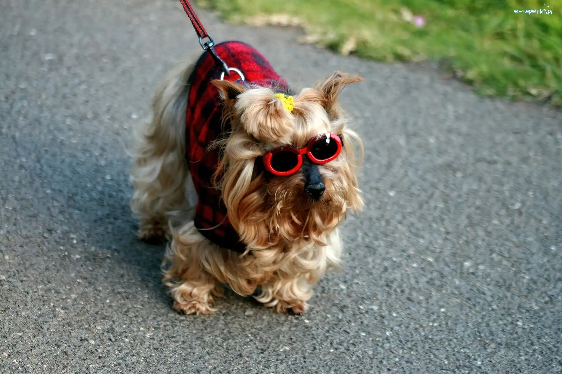 Okulary, Ubranko, Yorkshire Terrier