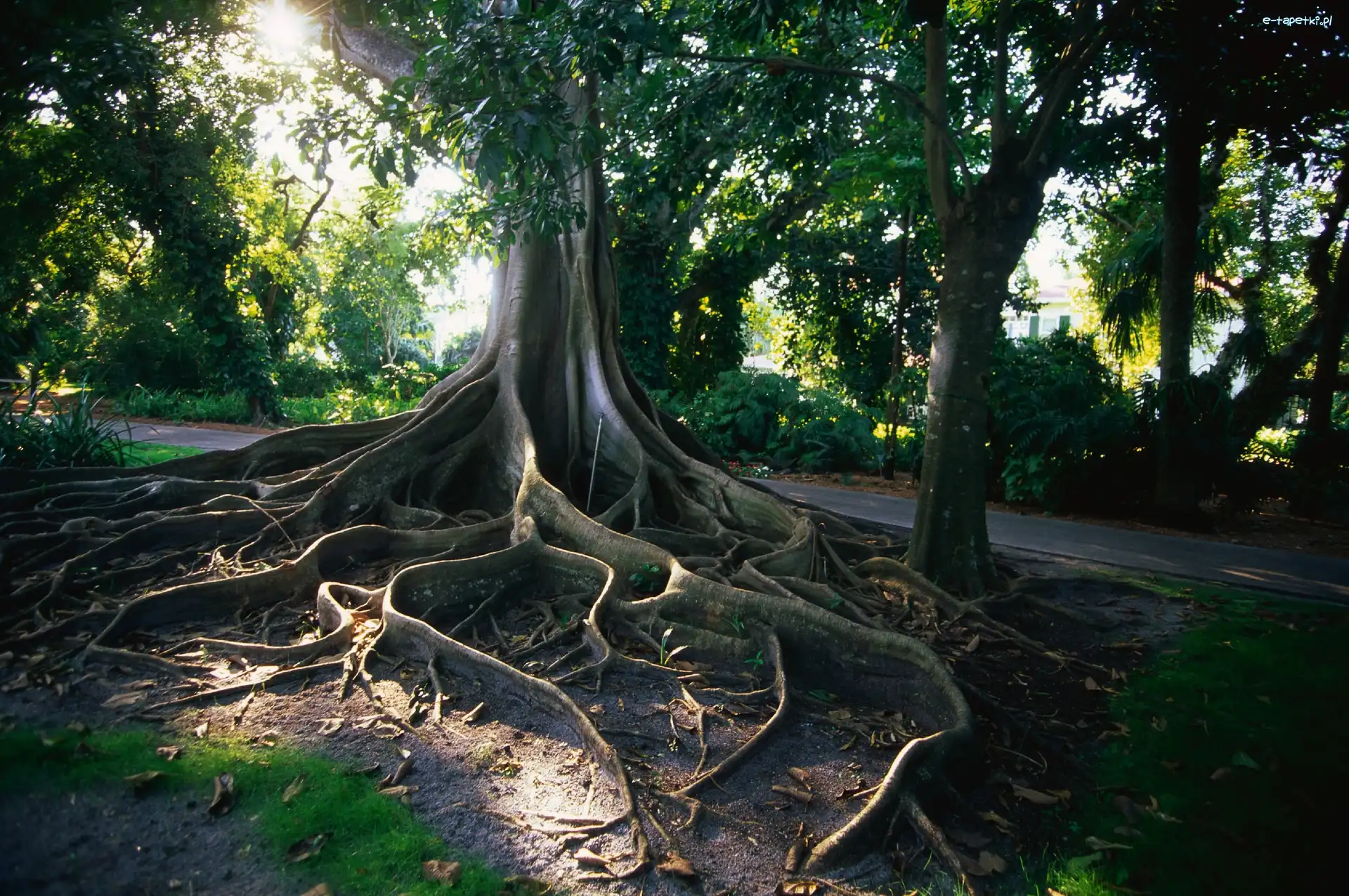 Korzeń, Drzewa, Park