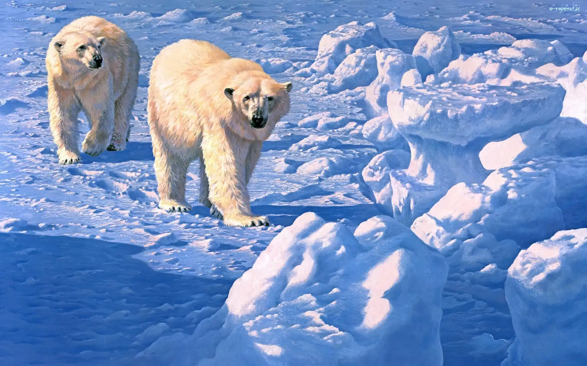 Polarne, Lodowe, Kry, Niedzwiedzie