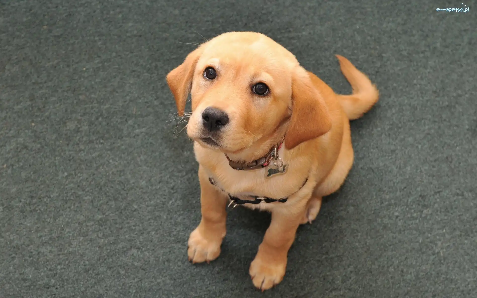 Piesek, Labrador Retriever, Obroża, Biszkoptowy