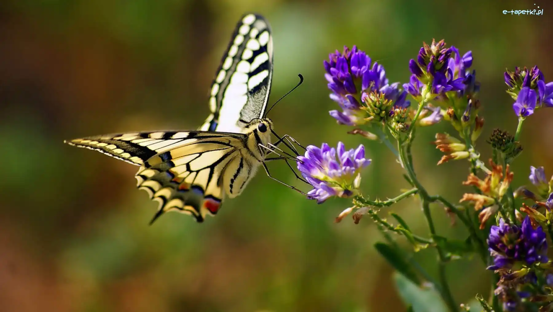Motyl, Kwiat, Fioletowy, Żółty