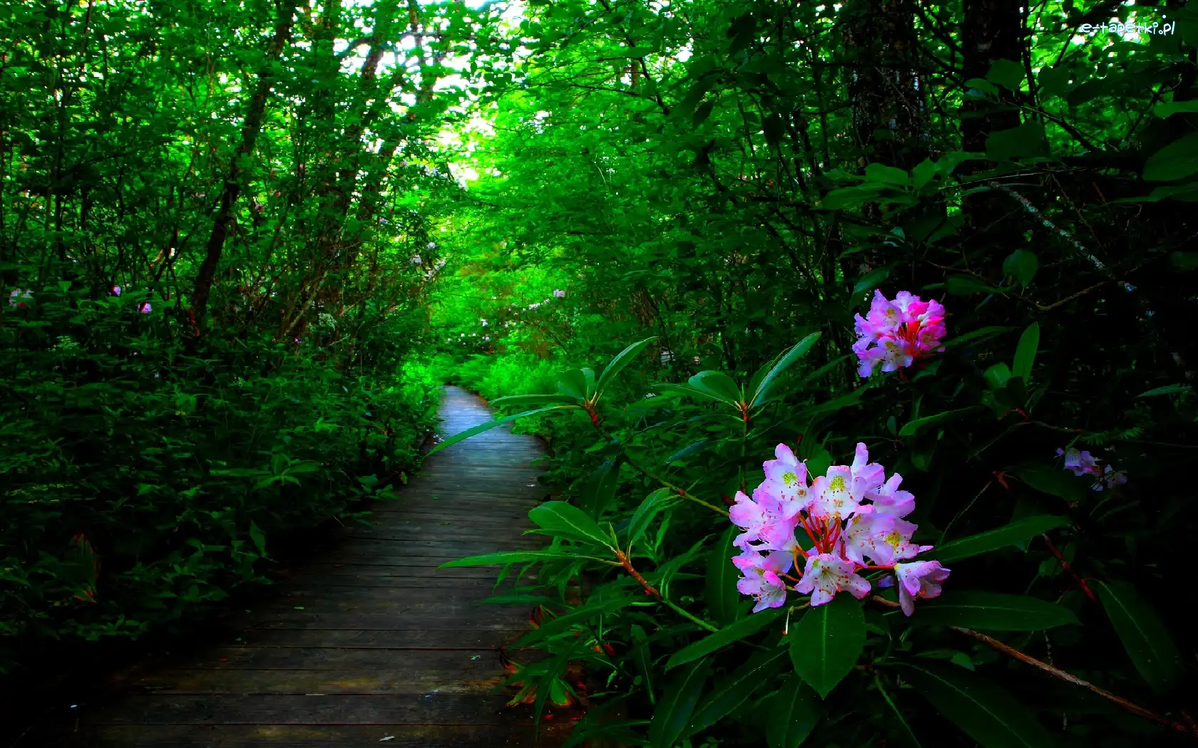 Ścieżka, Rododendron, Kwiaty, Las