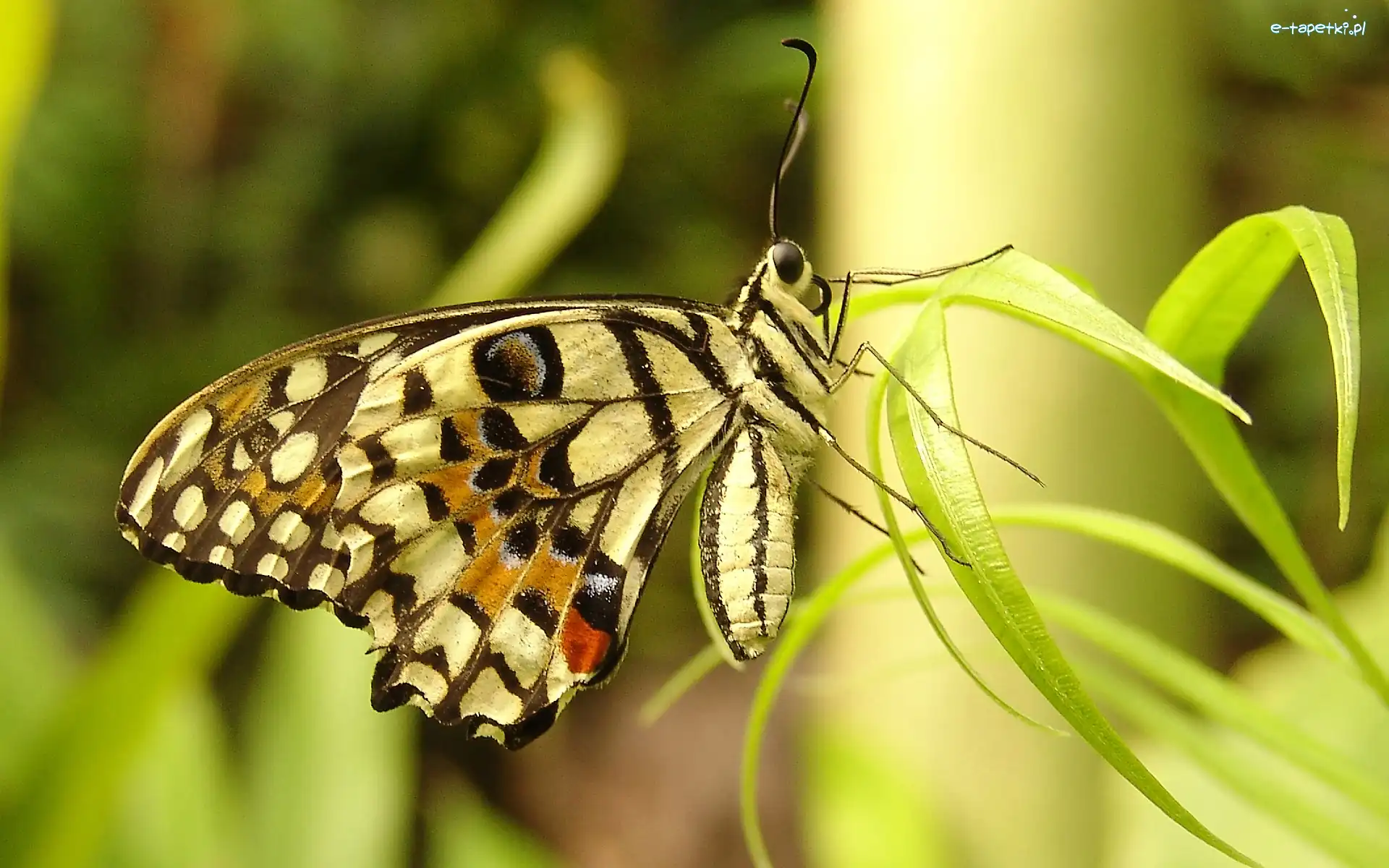 Trawa, Motyl
