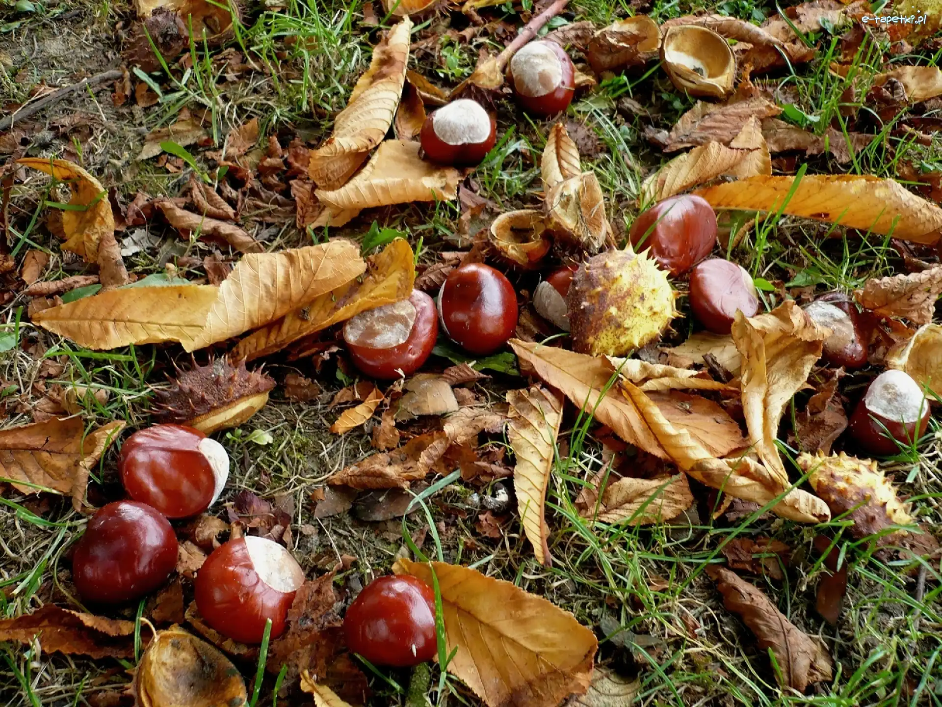 Jesień, Kasztany