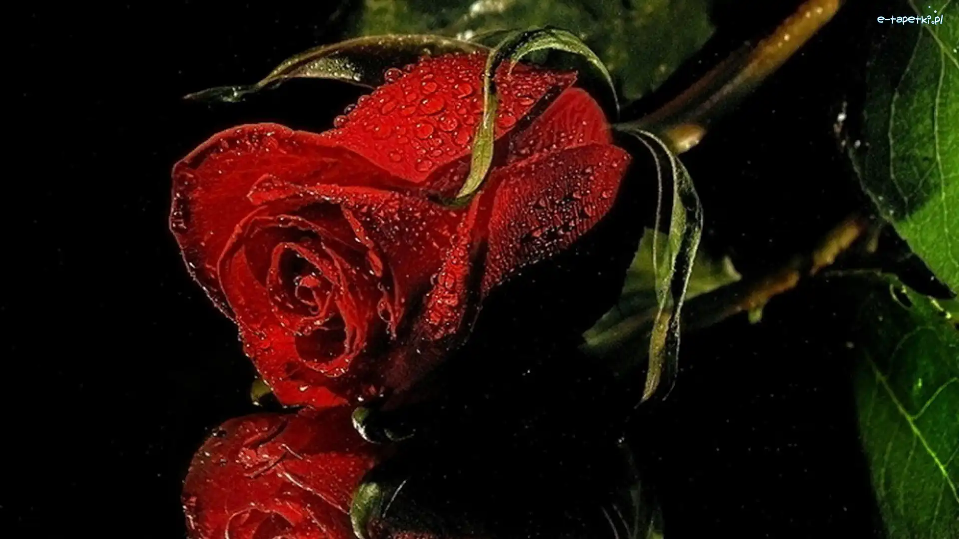 Czerwona, Rosa, Róża, Kwiat