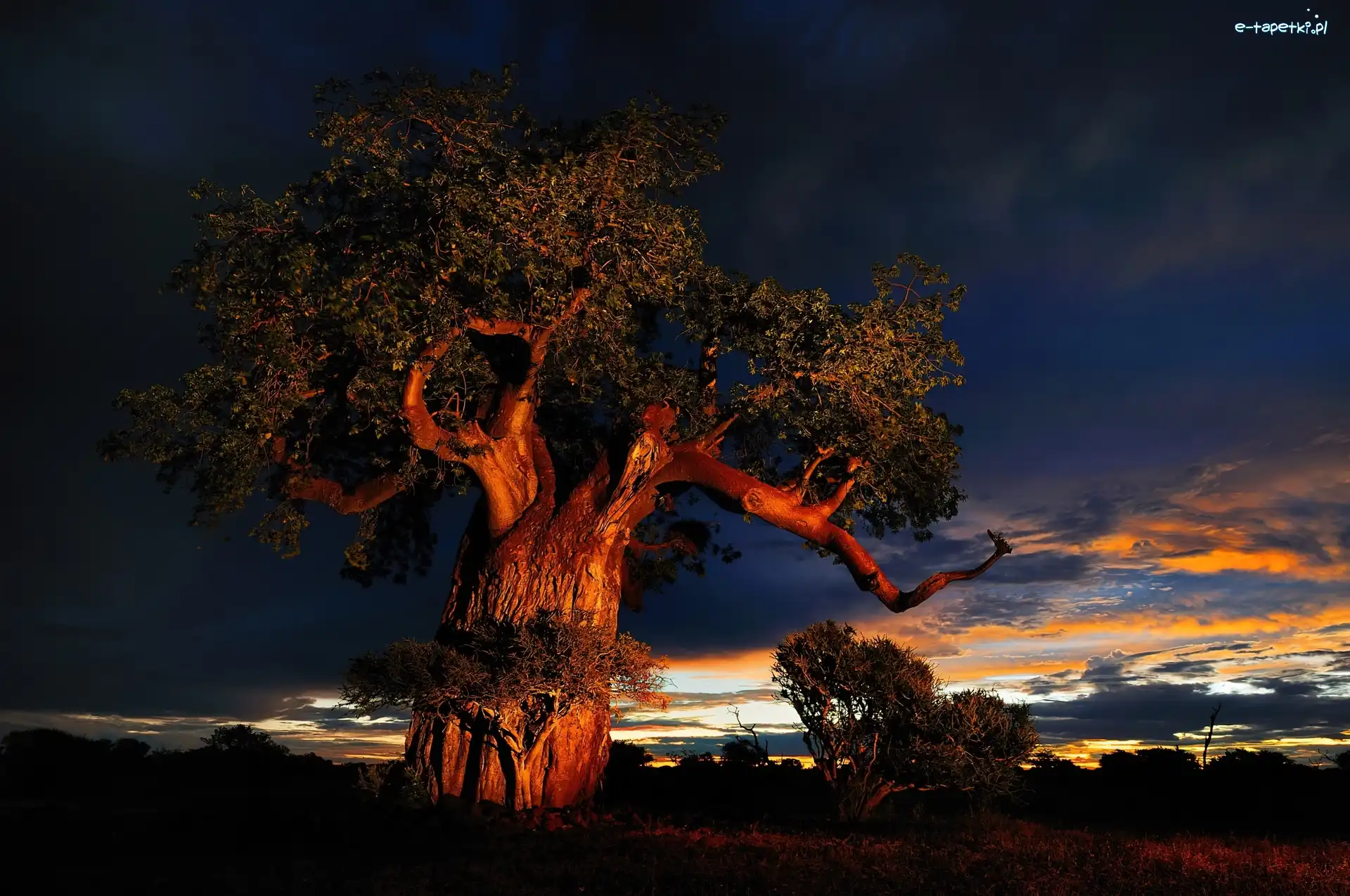 Zachód Słońca, Chmury, Baobab