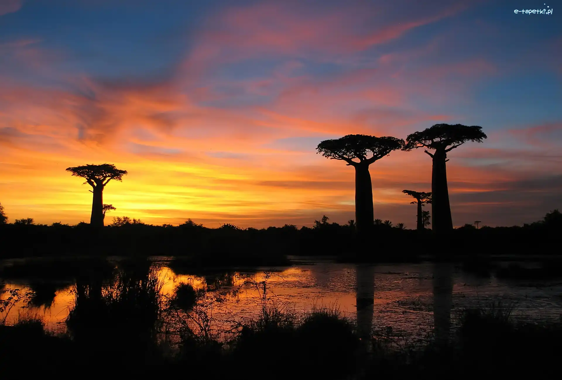 Zachód Słońca, Jezioro, Baobab