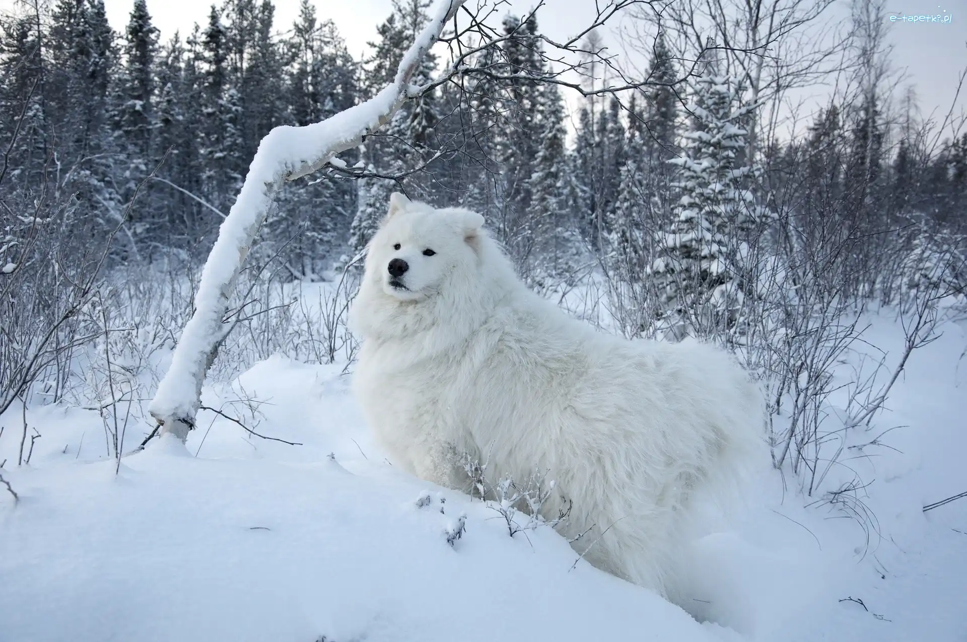 Zima, Biały, Lasek, Samojed, Pies