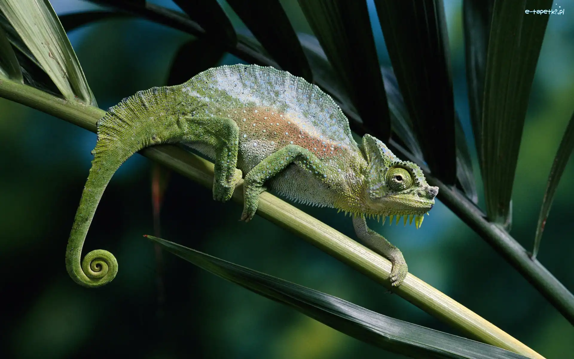 Liście, Łodyga, Kameleon
