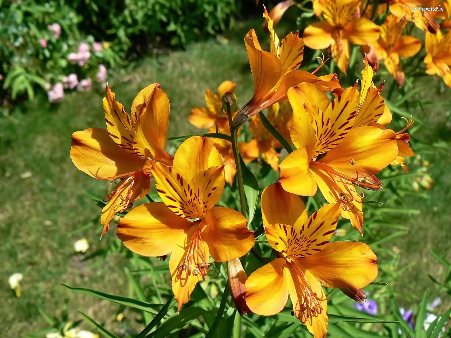 Alstroemeria, Pomarańczowa, Kwiaty